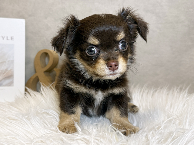東京都のチワックス(チワワ×ダックス) (ペッツファースト青山店/2025年9月8日生まれ/男の子/チョコレートタンホワイト)の子犬
