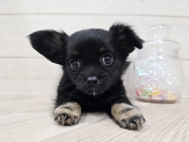 東京都のチワックス(チワワ×ダックス) (ペッツファースト吉祥寺サンロード店/2025年9月8日生まれ/女の子/ブラックタン)の子犬の1枚目の画像