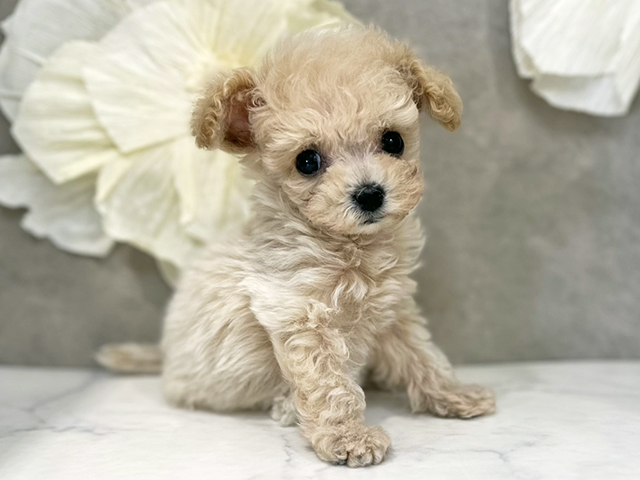 東京都のビションプー(ビションフリーゼ×プードル) (ペッツファースト下北沢店/2025年9月7日生まれ/男の子/アプリコット)の子犬の1枚目の画像