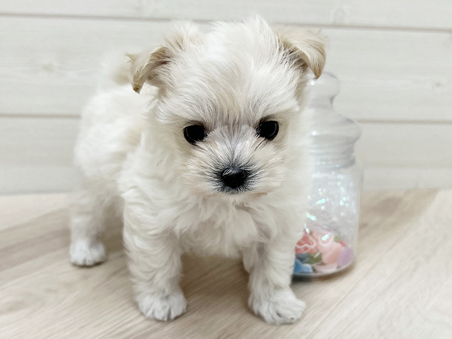 大阪府のマルプー(マルチーズ×プードル) (ペッツファーストららぽーと門真店/2025年9月8日生まれ/男の子/アプリコット)の子犬