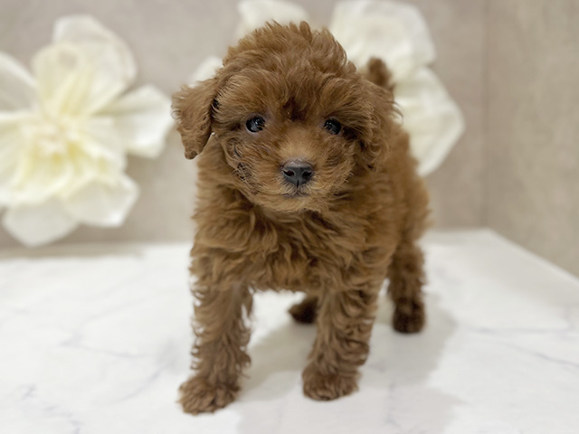 東京都のトイプードル(タイニー) (ペッツファースト新宿店/2025年9月8日生まれ/男の子/レッド)の子犬