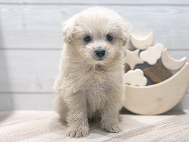 東京都のポメプー(ポメラニアン×プードル) (ペッツファースト吉祥寺本店/2025年9月6日生まれ/男の子/アプリコット)の子犬の1枚目の画像