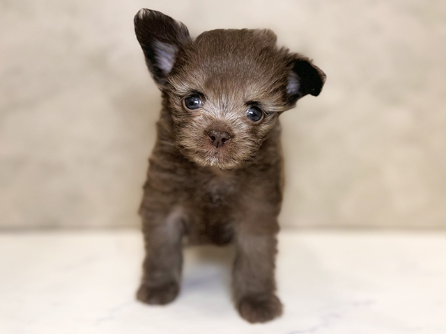 埼玉県のチワプー/プーチー(チワワ×プードル) (ペッツファーストPETEMOレイクタウンmori店/2025年9月1日生まれ/女の子/ブラウン)の子犬の1枚目の画像