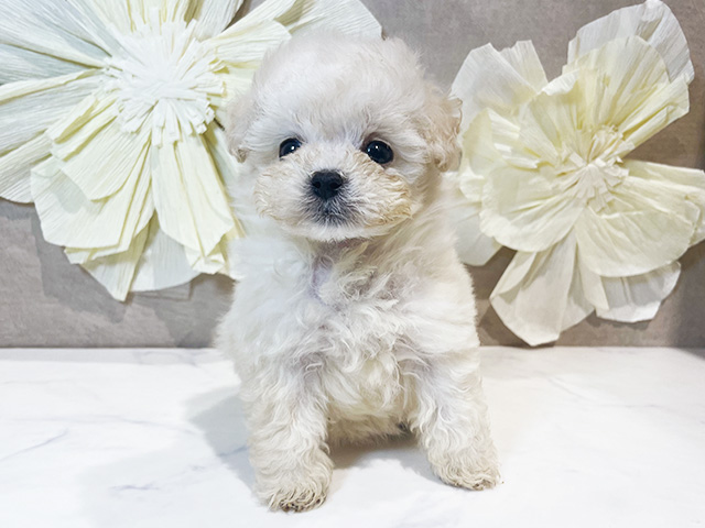 東京都のトイプードル(ティーカップ) (ペッツファースト原宿店/2025年8月30日生まれ/女の子/クリーム)の子犬の1枚目の画像