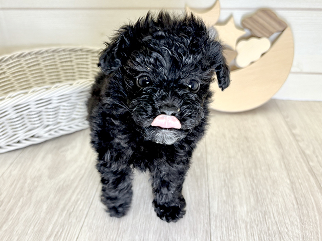 愛知県のトイプードル(ティーカップ) (ペッツファースト大高店/2025年8月30日生まれ/女の子/ブラック)の子犬の1枚目の画像