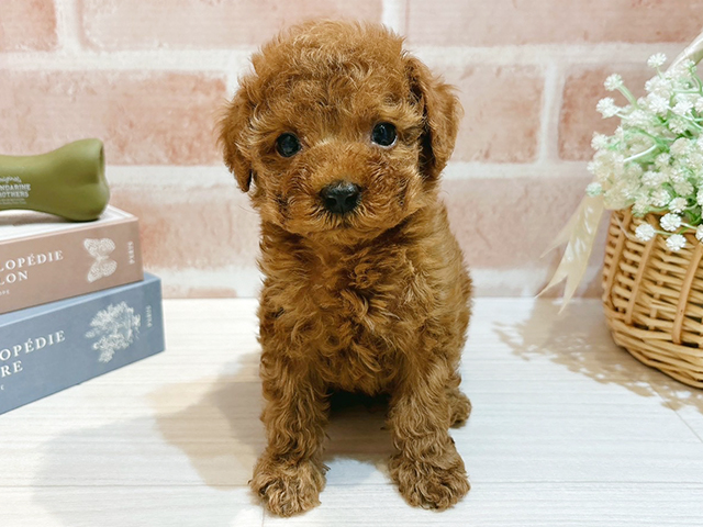 東京都のトイプードル(タイニー) (ペッツファースト自由が丘店/2025年8月31日生まれ/男の子/レッド)の子犬の1枚目の画像