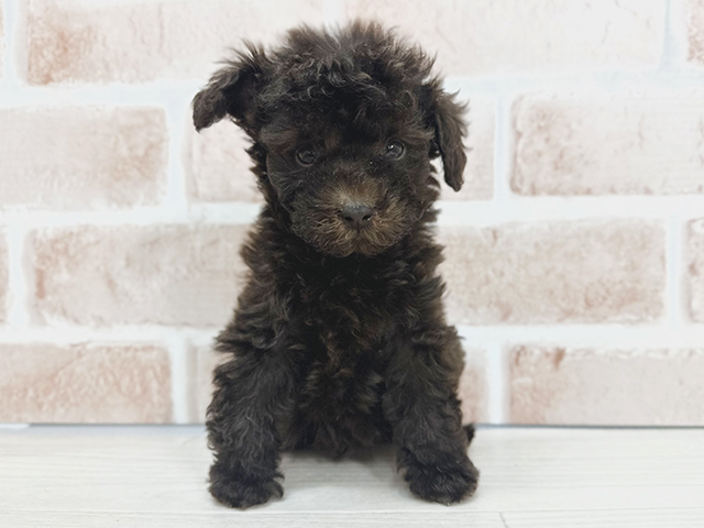 埼玉県のトイプードル(タイニー) (ペッツファーストさいたま新都心店/2025年9月4日生まれ/男の子/ブラウン)の子犬