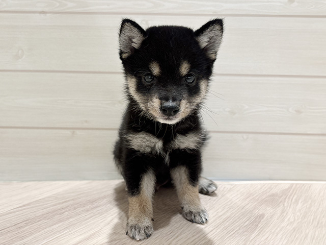 東京都の豆柴 (ペッツファースト豊洲店/2025年9月8日生まれ/男の子/黒)の子犬の1枚目の画像