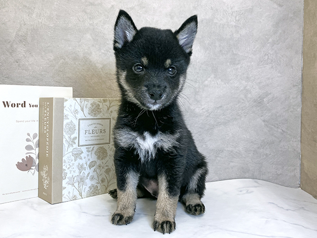 奈良県の豆柴 (ペッツファースト橿原店/2025年9月8日生まれ/男の子/黒)の子犬