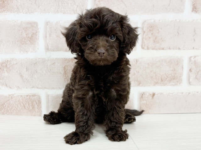 埼玉県のチワプー/プーチー(チワワ×プードル) (ペッツファーストさいたま新都心店/2025年9月8日生まれ/男の子/チョコレート)の子犬の1枚目の画像