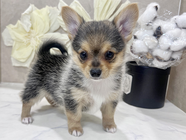 兵庫県のチワコーギー(チワワ×コーギー) (ペッツファースト神戸三宮センター街店/2025年9月7日生まれ/男の子/トライカラー)の子犬の1枚目の画像