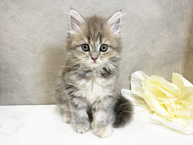 愛知県のサイベリアン (ペッツファースト名古屋栄店/2025年9月8日生まれ/女の子/ブルーパッチドタビー)の子猫