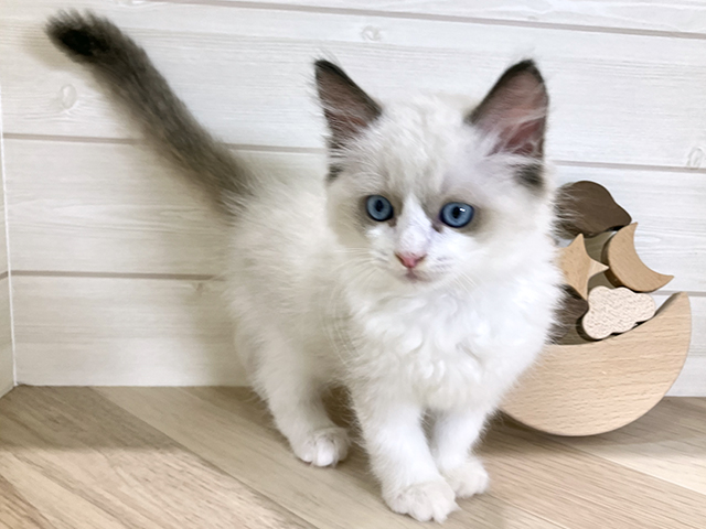 鳥取県のラグドール (ペッツファースト日吉津店/2025年9月5日生まれ/男の子/シールポイントバイカラー)の子猫の1枚目の画像