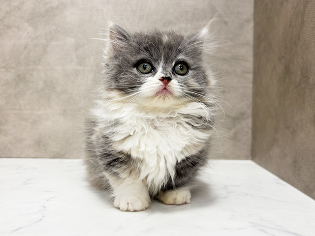 東京都のミヌエット (ペッツファースト池袋店/2025年9月8日生まれ/女の子/ブルーパッチドタビーホワイト)の子猫の1枚目の画像