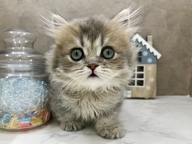 京都府のミヌエット (ペッツファースト京都四条河原町店/2025年9月5日生まれ/女の子/ブルーゴールデン)の子猫