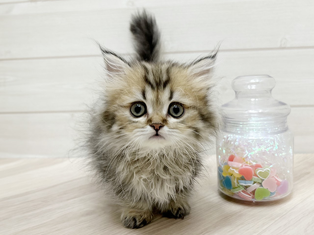 大阪府のミヌエット (ペッツファーストららぽーと門真店/2025年9月5日生まれ/女の子/チンチラゴールデン)の子猫