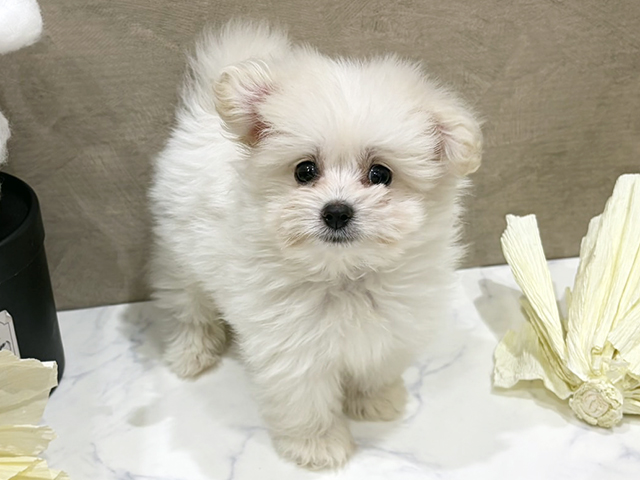 大阪府のポメプー(ポメラニアン×プードル) (ペッツファースト難波店/2025年9月1日生まれ/男の子/クリーム)の子犬の1枚目の画像