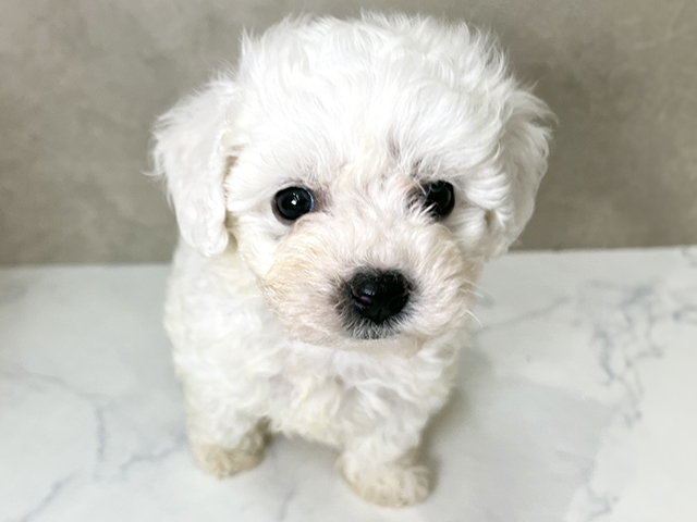 福岡県のビションフリーゼ (ペッツファースト福津店/2025年9月7日生まれ/男の子/ホワイト)の子犬の1枚目の画像