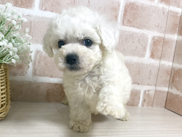 ビションフリーゼ