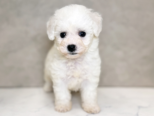 ビションフリーゼ