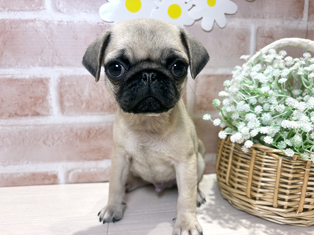 岡山県のパグ (ペッツファースト倉敷店/2025年8月19日生まれ/男の子/フォーン)の子犬の1枚目の画像