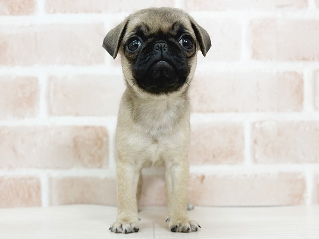 埼玉県のパグ (ペッツファーストさいたま新都心店/2025年8月19日生まれ/女の子/フォーン)の子犬の1枚目の画像