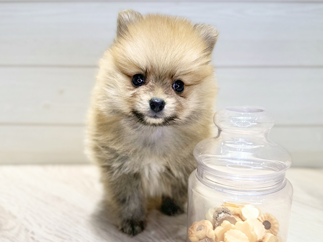 ポメラニアン