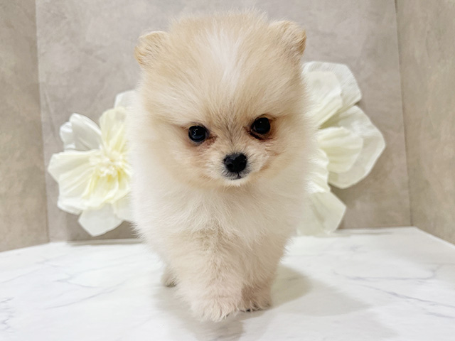 東京都のポメラニアン (ペッツファースト新宿店/2025年9月8日生まれ/女の子/クリーム)の子犬