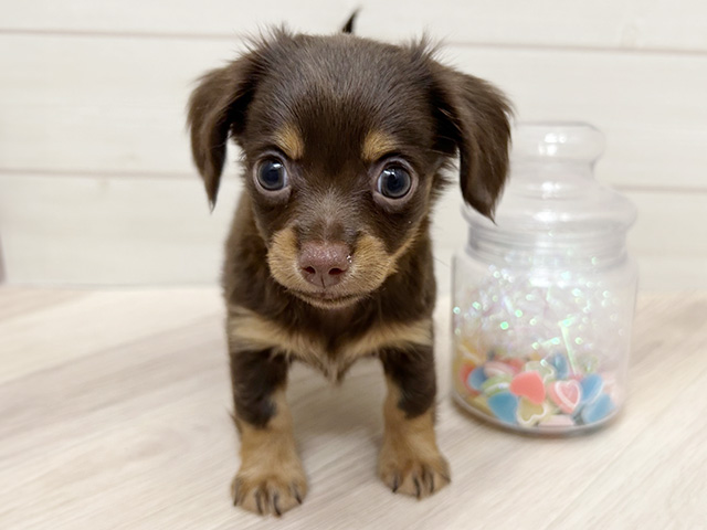 大阪府のチワックス(チワワ×ダックス) (ペッツファーストららぽーと門真店/2025年9月8日生まれ/男の子/チョコレートタン)の子犬の1枚目の画像