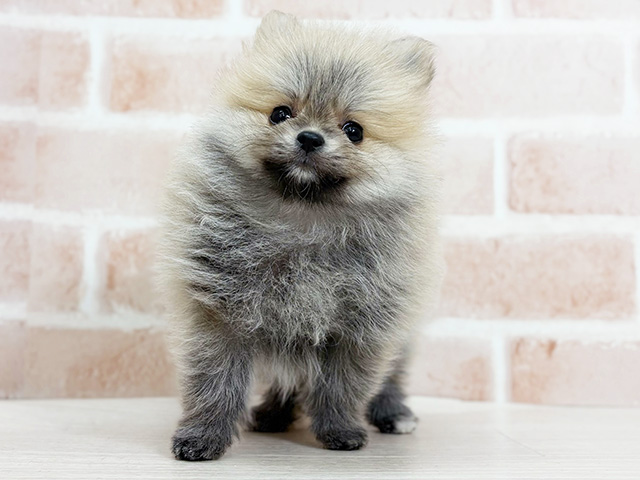 埼玉県のポメラニアン (ペッツファーストさいたま新都心店/2025年9月9日生まれ/女の子/オレンジセーブル)の子犬の1枚目の画像