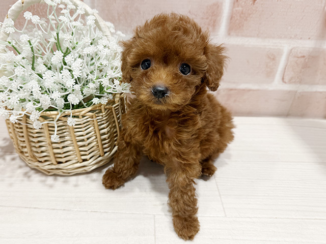 東京都のトイプードル(タイニー) (ペッツファースト町田店/2025年9月9日生まれ/女の子/レッド)の子犬