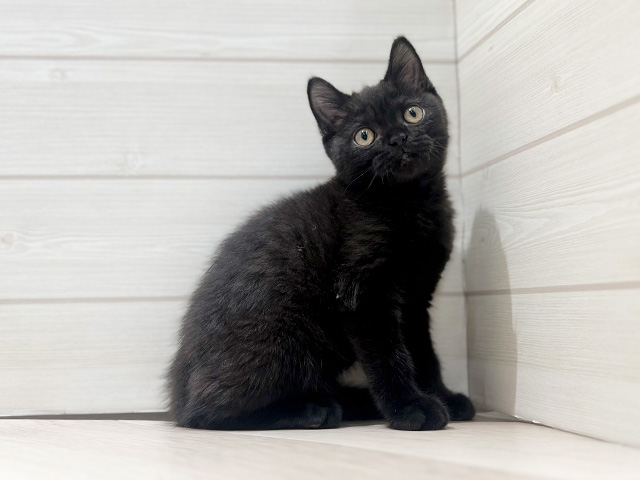 埼玉県のブリティッシュショートヘアー (ペッツファースト入間店/2025年9月9日生まれ/男の子/チョコレート)の子猫の1枚目の画像