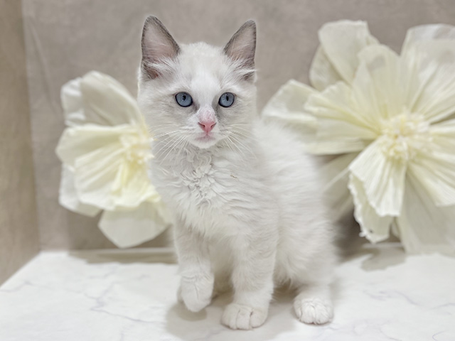 東京都のラグドール (ペッツファースト新宿店/2025年9月5日生まれ/男の子/ブルーポイントバイカラー)の子猫