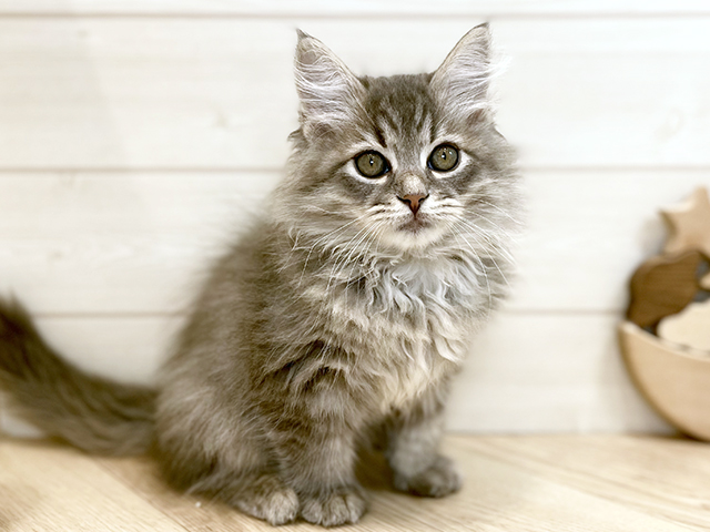 千葉県のサイベリアン (ペッツファーストららぽーとTOKYO-BAY店/2025年9月2日生まれ/男の子/ブルータビー)の子猫の1枚目の画像