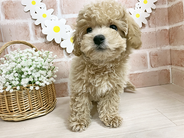 静岡県のビションプー(ビションフリーゼ×プードル) (ペッツファースト富士南店/2025年9月9日生まれ/女の子/アプリコット)の子犬の1枚目の画像