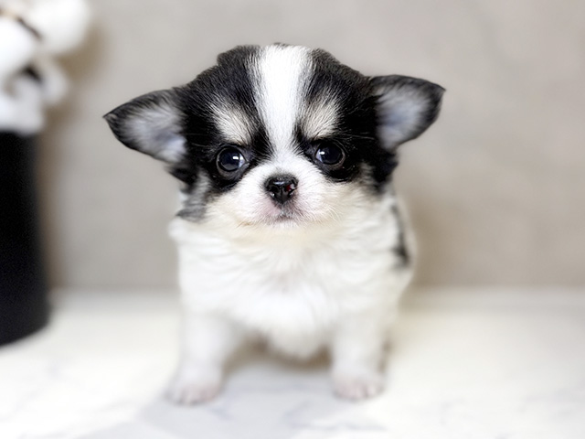 大阪府のチワワ(ロング) (ペッツファースト茶屋町店/2025年9月9日生まれ/男の子/ホワイトブラックタン)の子犬の1枚目の画像