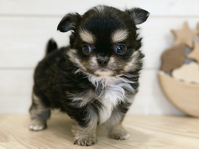 千葉県のチワワ(ロング) (ペッツファーストららぽーとTOKYO-BAY店/2025年9月9日生まれ/男の子/ブラックタンホワイト)の子犬の1枚目の画像