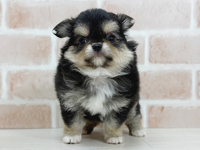 埼玉県のチワワ(ロング) (ペッツファーストさいたま新都心店/2025年9月9日生まれ/男の子/ブラックタンホワイト)の子犬の1枚目の画像