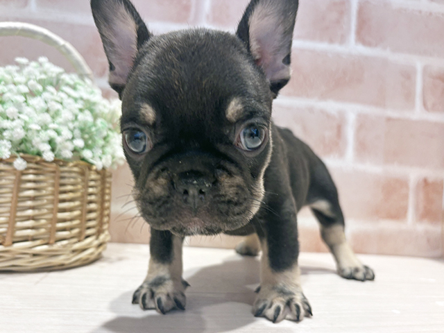 神奈川県のフレンチブルドッグ (ペッツファースト横浜元町店/2025年9月9日生まれ/男の子/チョコレートタン)の子犬の1枚目の画像