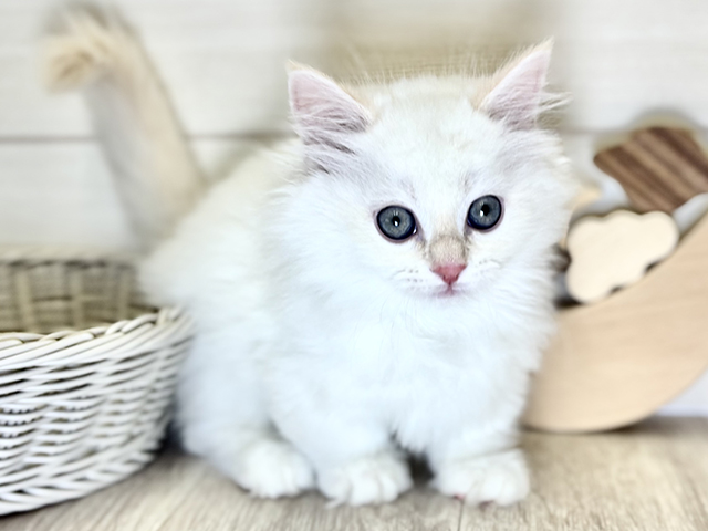 愛知県のマンチカン (ペッツファースト大高店/2025年9月5日生まれ/男の子/レッドリンクスポイントホワイト)の子猫の1枚目の画像
