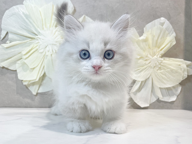 東京都のマンチカン (ペッツファースト原宿店/2025年9月5日生まれ/男の子/ブルーリンクスポイント)の子猫の1枚目の画像