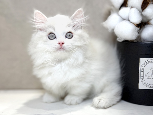 大阪府のマンチカン (ペッツファースト茶屋町店/2025年9月5日生まれ/女の子/ブルートーティーリンクスポイントホワイト)の子猫の1枚目の画像