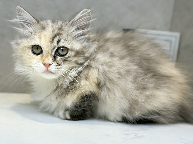 埼玉県のマンチカン (ペッツファースト川口店/2025年8月31日生まれ/女の子/シールマッカレルタビーホワイト)の子猫の1枚目の画像