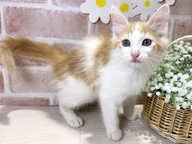 岡山県のターキッシュアンゴラ (ペッツファースト倉敷店/2025年8月28日生まれ/男の子/レッドタビーホワイト)の子猫の1枚目の画像