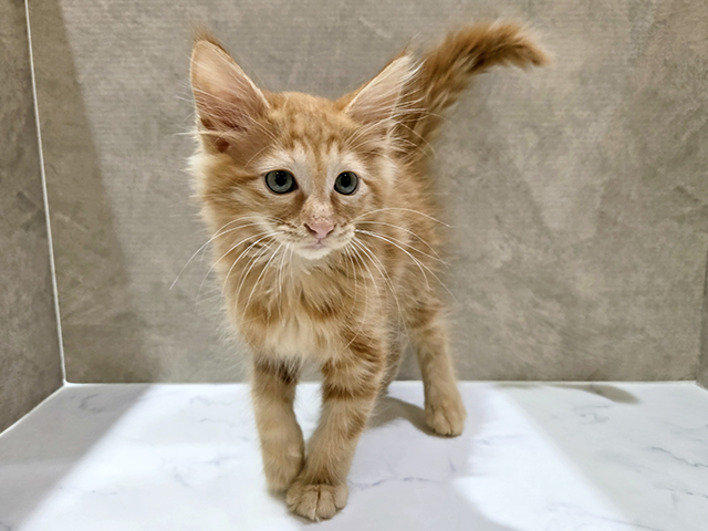 秋田県のターキッシュアンゴラ (ペッツファースト秋田店/2025年8月28日生まれ/男の子/レッドタビー)の子猫