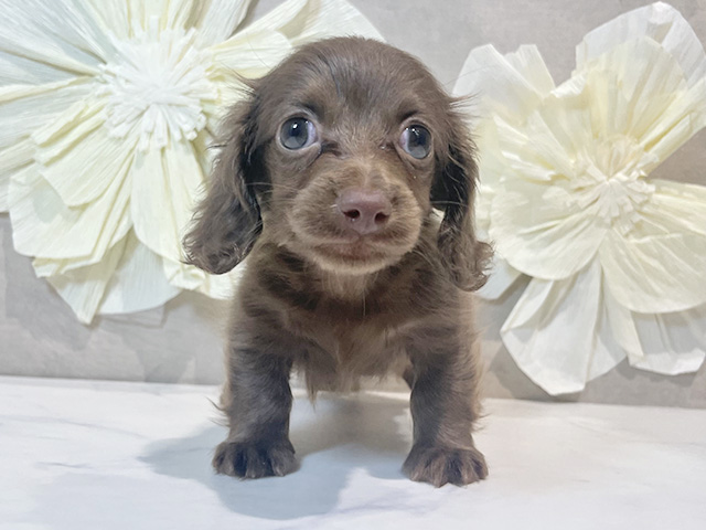 東京都のカニンヘンダックスフンド(ロング) (ペッツファースト原宿店/2025年9月9日生まれ/女の子/チョコレート)の子犬の1枚目の画像