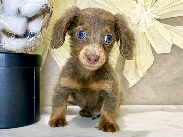 兵庫県のカニンヘンダックスフンド(ロング) (ペッツファースト神戸三宮センター街店/2025年9月9日生まれ/男の子/イザベラタン)の子犬の1枚目の画像