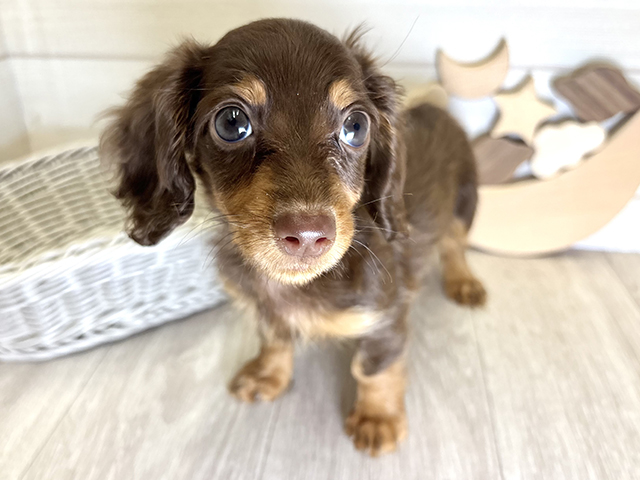 愛知県のカニンヘンダックスフンド(ロング) (ペッツファースト大高店/2025年9月9日生まれ/女の子/チョコレートタン)の子犬の1枚目の画像