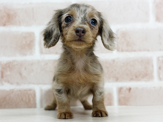 カニヘンダックスフンド