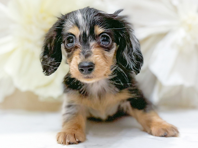 東京都のカニンヘンダックスフンド(ロング) (ペッツファースト恵比寿店/2025年9月9日生まれ/男の子/シルバーダップル)の子犬の1枚目の画像